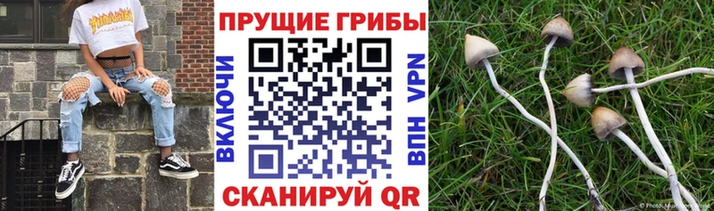 закладки  Сафоново  Галлюциногенные грибы Cubensis 